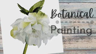 HOW TO PAINT A HELLEBORE IN WATERCOLOR  botanical art [upl. by Aicak]