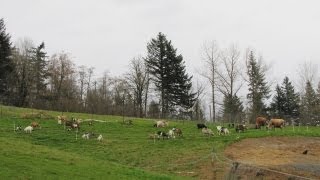 Exploring a Small Scale Integrated Livestock Farm Diversity in Sustainable Agriculture [upl. by Mosra]