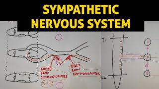 ANS  1  Sympathetic Nervous System [upl. by Fitalludba]