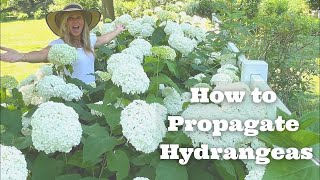 How to Propagate Hydrangeas [upl. by Hankins877]