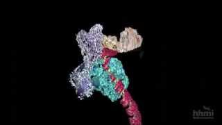 DNA Transcription Advanced Detail  HHMI BioInteractive Video [upl. by Oliy]