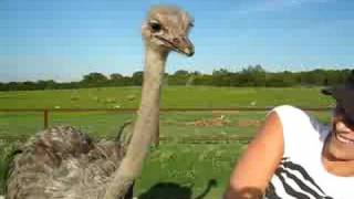 Ostrich Attacks [upl. by Aeriell]