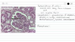 Simple Squamous Epithelium [upl. by Yetnom523]