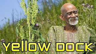 Dr Sebi Explains Benefits of Yellow Dock And Burdock [upl. by Kcirdorb]