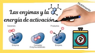 Las ENZIMAS y la ENERGÍA DE ACTIVACIÓN [upl. by Eliathas]