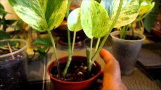 Rooting Pothos plant [upl. by Yseult]