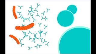 Antibiotics Antivirals and Vaccines [upl. by Darach]