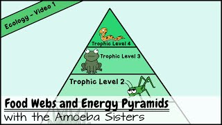 Food Webs and Energy Pyramids Bedrocks of Biodiversity [upl. by Star716]