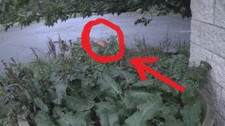 Real Fairy Caught on Tape Amazing Footage [upl. by Niamjneb568]