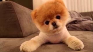 Top 5 des chiens les PLUS mignons [upl. by Latyrc]