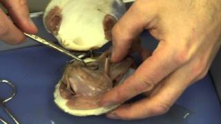 Mussel Dissection [upl. by Zosema]