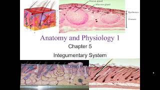 Chapter 5 Integumentary System [upl. by Cida]