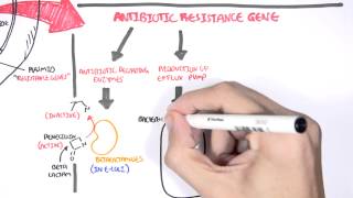 Microbiology  Bacteria Antibiotic Resistance [upl. by Herzen]