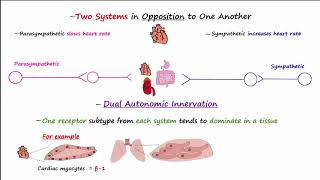 Autonomic Nervous System [upl. by Pol]