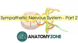 Sympathetic Nervous System Anatomy  Part 2 [upl. by Vil]