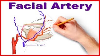 Facial Artery Course and Branches [upl. by Alraep]