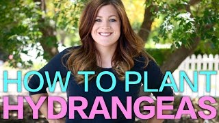 How to Plant A Hydrangea  Garden Answer [upl. by Ebony898]