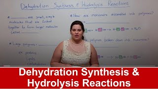 Dehydration Synthesis and Hydrolysis Reactions [upl. by Emlin931]