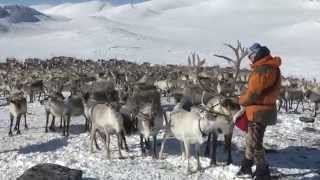 Reindrift i sørnorge  Reindeer Operating over a year in Jotunheimen [upl. by Wan70]