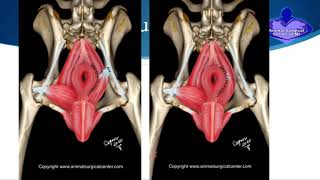 Perineal Hernia Repair in Dogs [upl. by Oeramed]