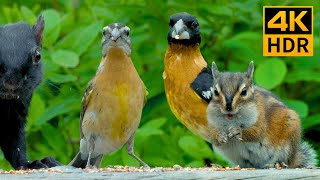 Cat TV for Cats to Watch😺8 Hours🐦Summer Birds Squirrels and Chipmunks in Canadian Woods4K HDR [upl. by Sila]