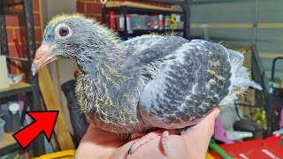 Hand Raising My Baby Pigeon [upl. by Spring]