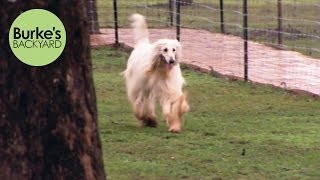 Burkes Backyard Afghan Hound Road Test [upl. by Ylevol]