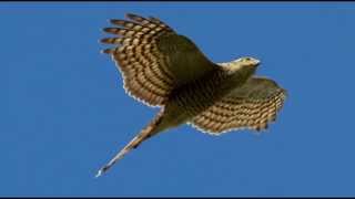 Sparrowhawk Bird Call Bird Song [upl. by Ruffo]