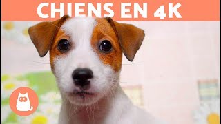 Chiens en 4K  Vidéos de chiens en 4K [upl. by Scharff]