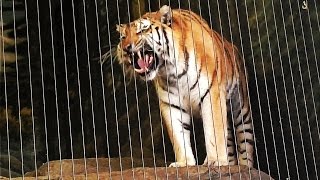 Siberian Tiger Roars at Lincoln Park Zoo [upl. by Giffy702]