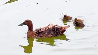 The Secret to Hatching Ducklings Naturally [upl. by Blythe]