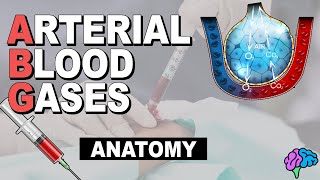 Respiratory System Anatomy  Arterial Blood Gas Part 1 [upl. by Handy]