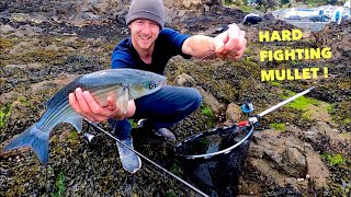 MULLET FISHING  Hard Fighting Fish  How To Catch Mullet [upl. by Dyer]