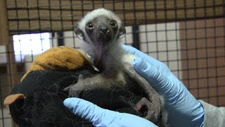 Lemur Grandchild of Famous Zoboomafoo Born at Duke University [upl. by Braswell]