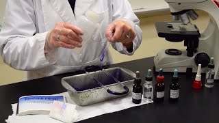 How to Perform a Gram Stain  MCCC Microbiology [upl. by Zenas]