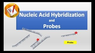 Nucleic Acid Hybridization and Probes [upl. by Aenyl53]