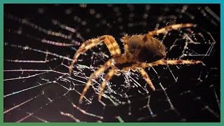 Spider Web TimeLapse  BBC Earth Explore [upl. by Maleki]