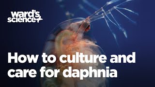 Caring and Culturing for Daphnia [upl. by Aitam217]