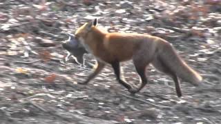 FOX CATCHES SQUIRREL [upl. by Arlo]