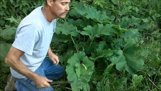 Burdock Eating the stems and stalks Wild Edibles [upl. by Hepsoj]