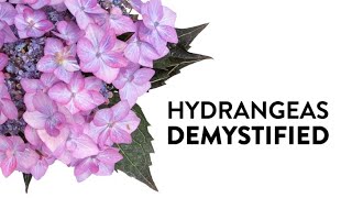 Hydrangeas Demystified  Everything You Need to Know About Hydrangeas [upl. by Stubstad350]