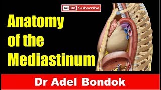 Mediastinum Dr Adel Bondok [upl. by Onitnelav]