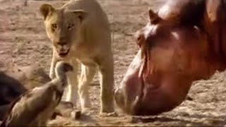 Lion vs Hippo  Wildlife on One  BBC Studios [upl. by Davida977]