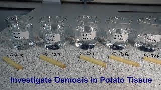 Osmosis Required Practical GCSE Biology [upl. by Annais]