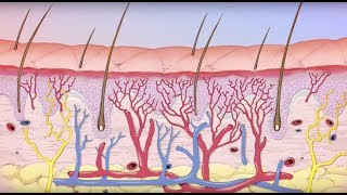 Sun Allergies  Preventing Polymorphic Light Eruption PLE  Green People [upl. by Elmore521]