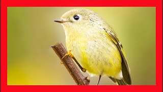 Rubycrowned Kinglet Song Rubycrowned Kinglet Call  Reyezuelo Rubí Canto  Regulus Calendula [upl. by Nauqyt315]