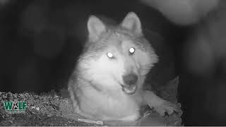 Mexican Gray Wolf Howling In Her Den [upl. by Kahaleel9]