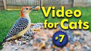 Video for Cats to Watch and Enjoy  Bird and Squirrel Watching  Birding with your cat  Video 7 [upl. by Allyson]