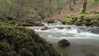 Incredible Time Lapse Filming in Forest  Shadows of the Sun  BBC Studios [upl. by Lunetta]