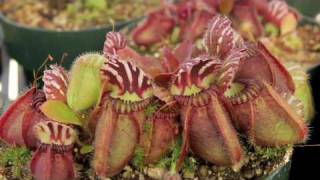 Carnivorous Plants  Cephalotus follicularis [upl. by Harbard]